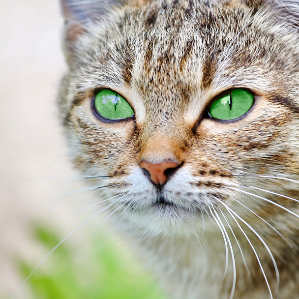  Striped cat with green eyes - Photo, Image