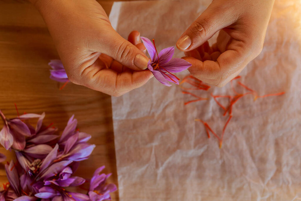 Prozess der Trennung der Safranstränge vom Rest der Blüte. Zubereitung von Safranfäden zum Trocknen vor der Verwendung in der Küche, Kosmetologie oder Medizin. - Foto, Bild