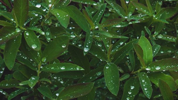 dark-green plant leaves with many water drops after rain - Фото, зображення