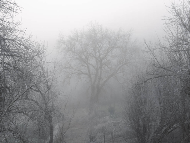 Велике дерево в розчищенні лісу в оточенні туману і з замерзлою вену навколо
 - Фото, зображення