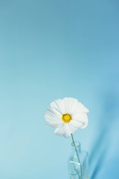 Flowers composition. White flower cosmos on blue background. Spring, summer concept. Flat lay, top view, copy space - 写真・画像