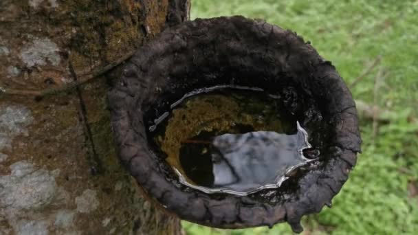 close shot beelden van de rubberen boomschaal vult met water verzameld na regen. - Video