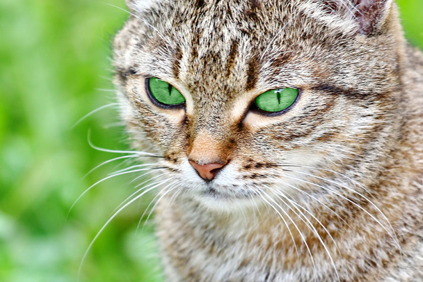  смугастий кіт з зеленими очима
 - Фото, зображення
