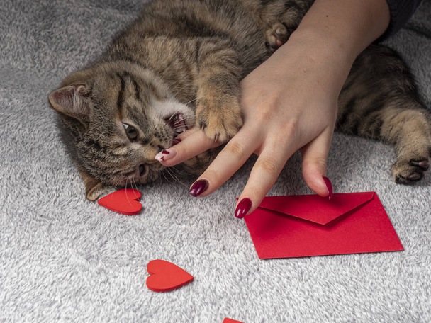 Ένα γκρίζο γατάκι 2-3 μηνών ξαπλώνει και παίζει με ένα γυναικείο χέρι, και μπροστά του είναι ένας κόκκινος φάκελος και κόκκινες καρδιές. Γατάκι σε μαύρο φόντο - Φωτογραφία, εικόνα