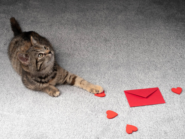 2-3-miesięczny szary kotek kłamie i patrzy w górę, a przed nim czerwone serca i czerwona koperta. Kotek na czarnym tle - Zdjęcie, obraz
