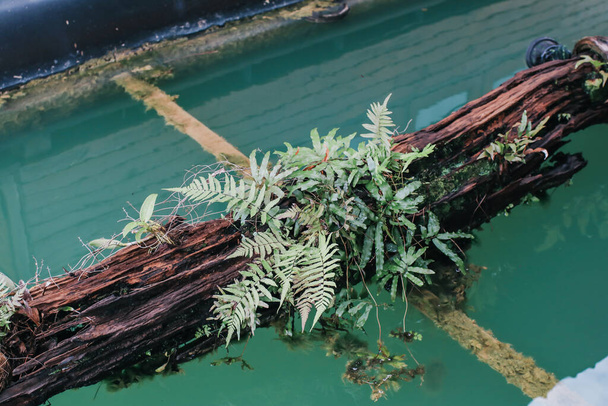 小さな植物は水面に浮かぶ苔で覆われた割れた木に成長します。.  - 写真・画像