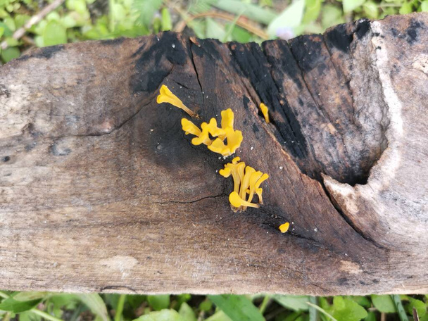 dacryopinax spathularia de color naranja hongos que brotan de la madera de tablón de descomposición. - Foto, Imagen