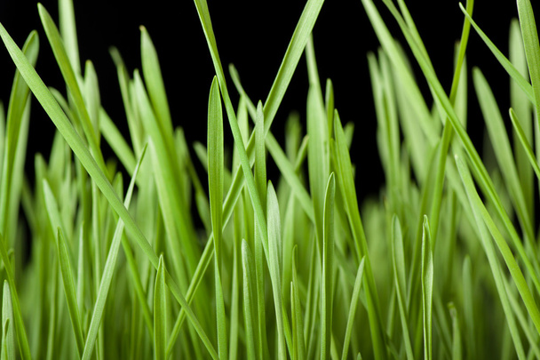 Green grass on black background - Фото, изображение