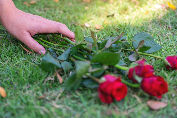  Egy nő kezét megragadta vörös rózsa virág zöld fű mező háttér - Fotó, kép