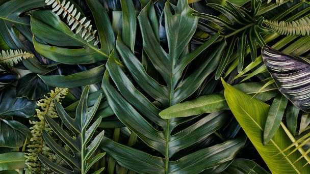 Креативный дизайн листьев, тропический лист, Природный фон и абстрактная текстура зеленого листа, Концепция природы. - Фото, изображение