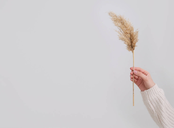woman hand holds the pampas grass. Reed Plume Stem, Dried Pampas Grass, Decorative Feather Flower Arrangement for Home, New Trendy Home Decor - 写真・画像