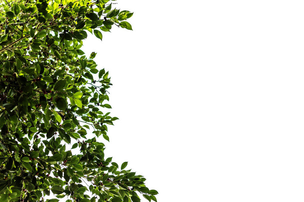 hoja verde y ramas y hojas marco sobre un fondo blanco, árbol verde - Foto, imagen