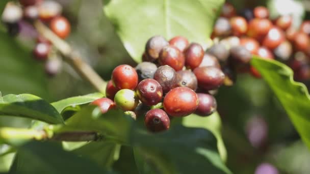 Arabicas grains de café mûrissant sur l'arbre dans le nord de Thaïlande - Séquence, vidéo