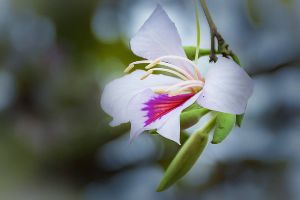 Kielto kukkia Luoteis-alueella Vietnam - Valokuva, kuva