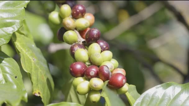 Arábicas granos de café madurando en el árbol en el norte de Tailandia - Imágenes, Vídeo