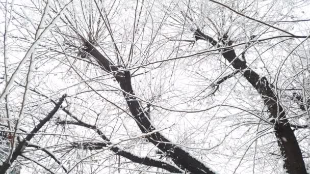 Χιόνι που πέφτει ανάμεσα σε κλαδιά και συννεφιά - Πλάνα, βίντεο