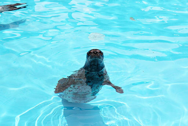 this is a seal from a korean zoo - Valokuva, kuva