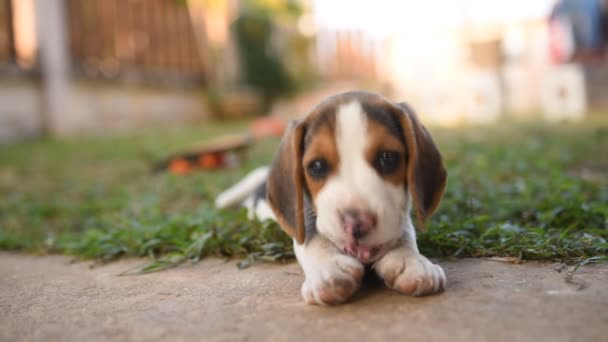 lindo perrito beagle jugando en verde campo - Metraje, vídeo