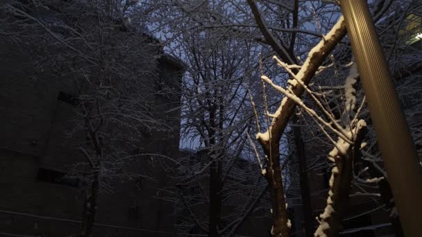 Lampy i śnieg w parku - Materiał filmowy, wideo