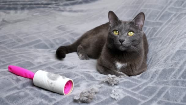 Cat si trova vicino a peli crumples e rullo di rimozione sporco lanugine - Filmati, video