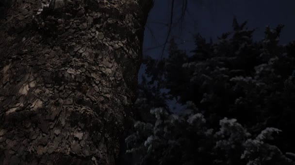 Columnas de madera clara y nieve débilmente cayendo en la noche oscura - Metraje, vídeo