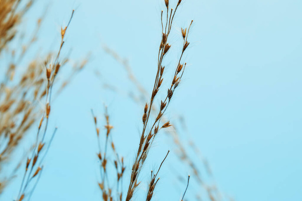 Dry reed, reed seeds. Golden reed grass in the sun against the blue sky. Minimalistic, stylish, trendy concept - Foto, Bild