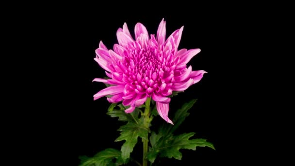 Time Lapse van mooie roze chrysant bloem Opening tegen een zwarte achtergrond. - Video
