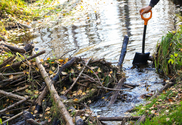 male hands with an iron shovel destroy the beaver dam, break the dam of a small forest river, expanding the space for the strong flow of the stream. - Foto, imagen