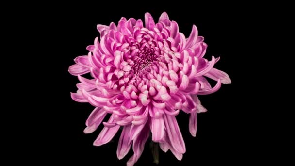 Caducidad de tiempo de hermosa flor de crisantemo rosa que se abre contra un fondo negro. - Metraje, vídeo