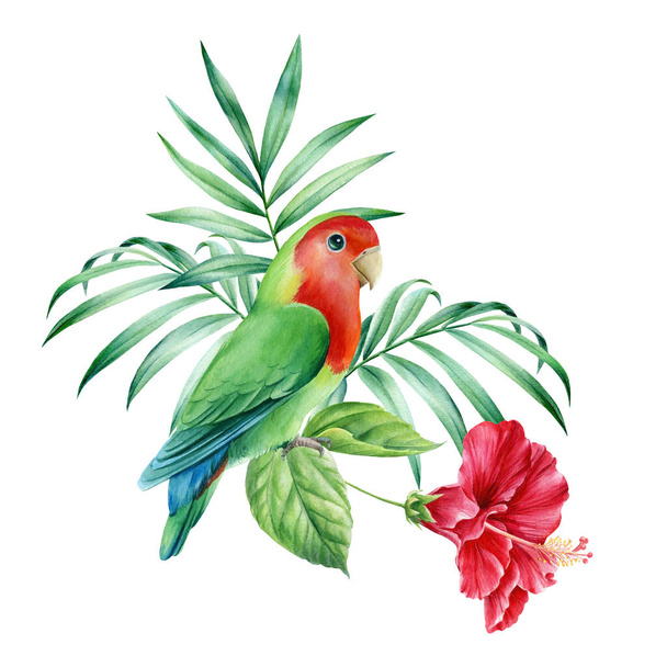 Palm leaves, parrots-lovebird and hibiscus flowers on a white background, watercolor illustration - Photo, Image