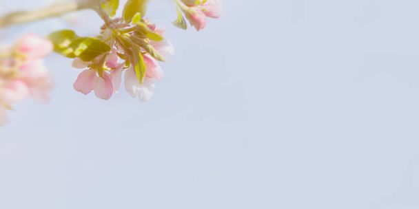 Blooming apple tree branch in pastel shades. Horizontal spring banner in warm sunlight. The concept of spring, purity, tenderness. Soft pink petals in soft focus against a blue sky. Copy space - Fotografie, Obrázek