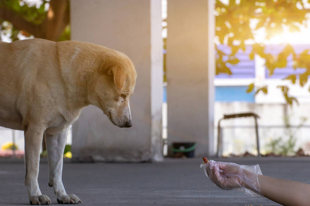 Venku stojí potulný pes a čeká na jídlo. Pes vypadá jako maso, zatoulaný pes, bezdomovec - Fotografie, Obrázek