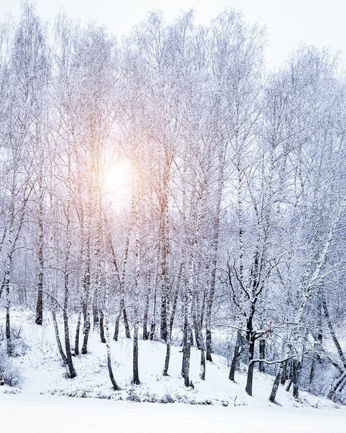 Сонячні промені, що світяться через засніжені березові гілки в березовому лісі після снігопаду в зимовий день
. - Фото, зображення