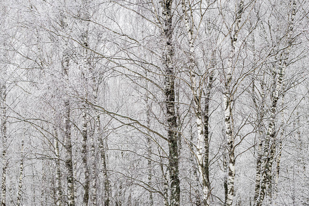 Berkenbos na een sneeuwval op een winterse bewolkte dag. Berk takken bedekt met vastgeplakte sneeuw. - Foto, afbeelding