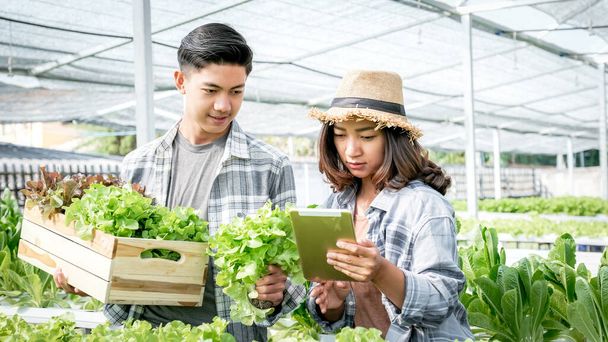 Сбор урожая овощей органический салат, салат с гидропонной фермы для клиентов. - Фото, изображение