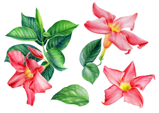 Set tropical flowers on white background, watercolor botanical illustration - Photo, Image