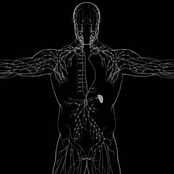 Ludzkie węzły chłonne Anatomia dla koncepcji medycznej 3D Ilustracja - Zdjęcie, obraz