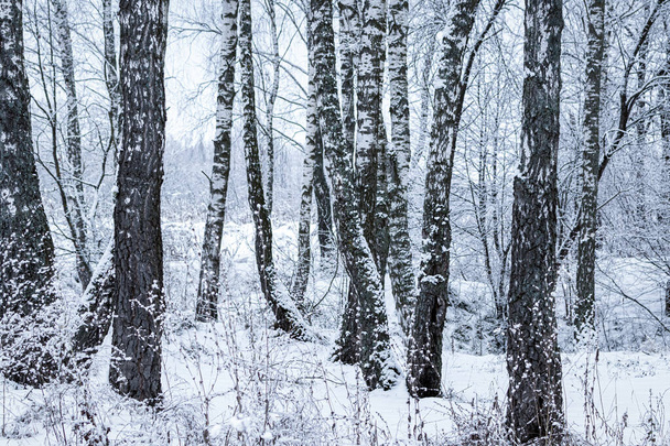 Birch grove after a snowfall on a winter cloudy day. Birch branches covered with stuck snow. - Fotoğraf, Görsel