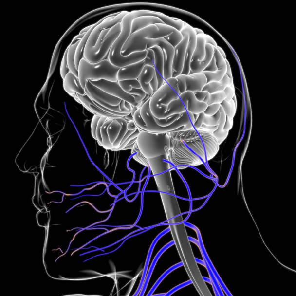 Emberi agy anatómia orvosi koncepció 3D illusztráció - Fotó, kép