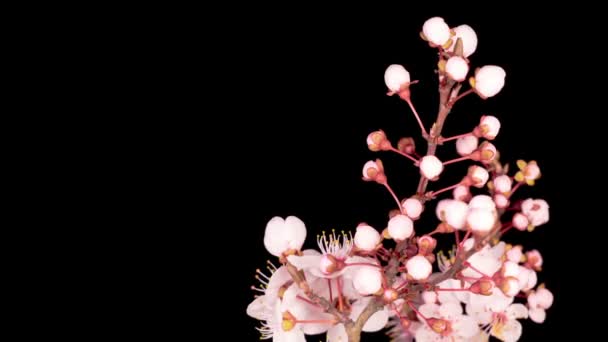 Pink Flowers Blossoms on the Branches Cherry Tree. Dark Background. Time Lapse. - Footage, Video
