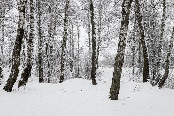 Birch grove after a snowfall on a winter cloudy day. Birch branches covered with stuck snow. - Fotó, kép