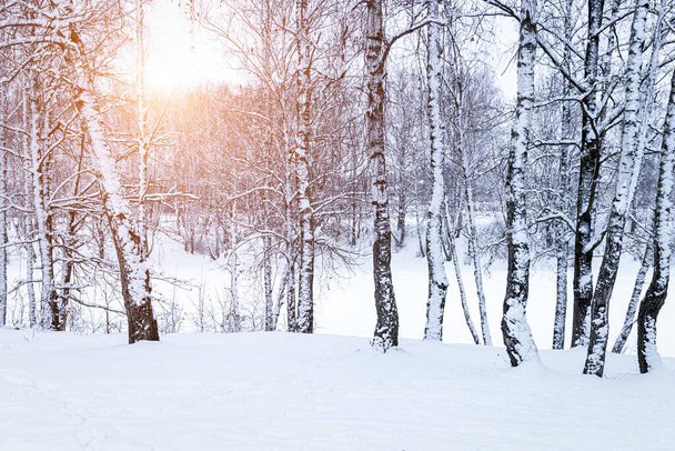 Rayons de soleil brille à travers des branches de bouleau enneigées dans une forêt de bouleaux après une chute de neige un jour d'hiver. - Photo, image