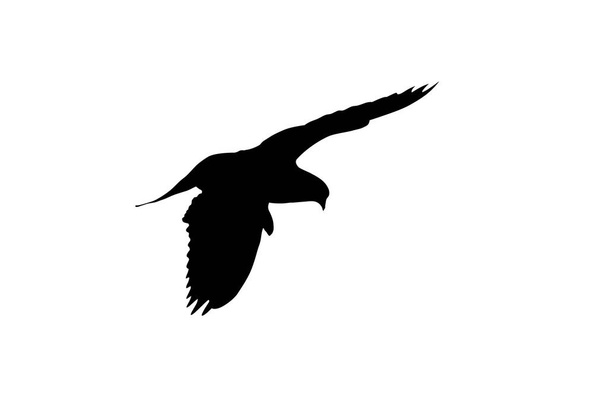 птица летит изолированы на белом фоне - Фото, изображение