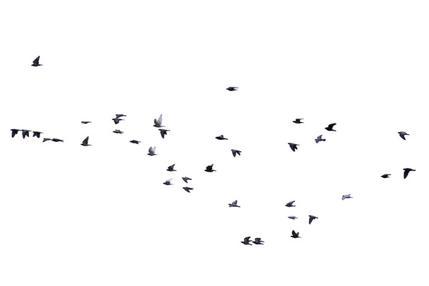 Stado ptaków odizolowanych na białym tle - Zdjęcie, obraz