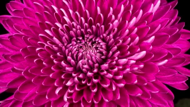 Caducidad de tiempo de hermosa flor de crisantemo rosa que se abre contra un fondo negro. - Imágenes, Vídeo