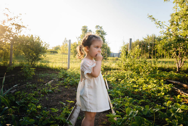 A cute and happy preschool girl collects and eats ripe strawberries in a garden on a summer day at sunset. Happy childhood. Healthy and environmentally friendly crop - 写真・画像