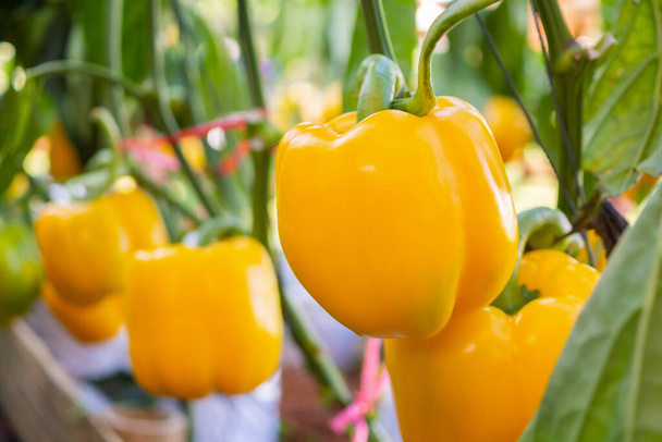 Yellow bell pepper plant growing in organic garden - Photo, image