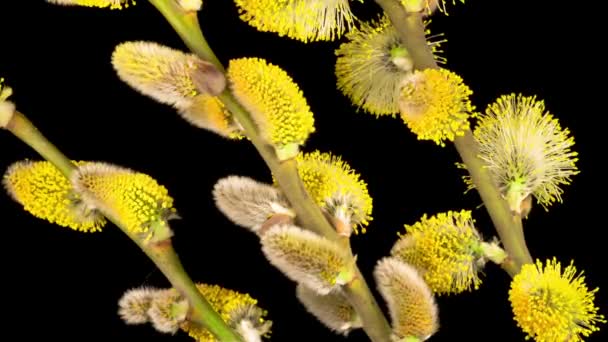 春のタイムラプス柳黄色のふわふわの芽を開きます。黒の背景. - 映像、動画