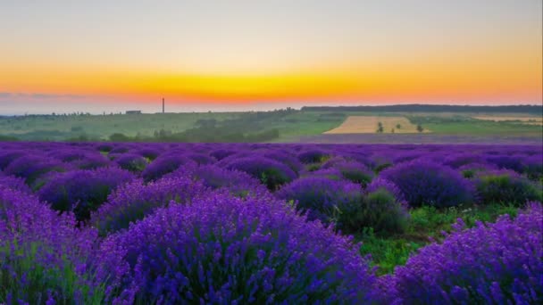 Tijdverloop van zonsopgang boven een veld van lavendel. - Video