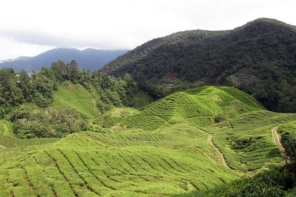 Tea plantation - Photo, Image